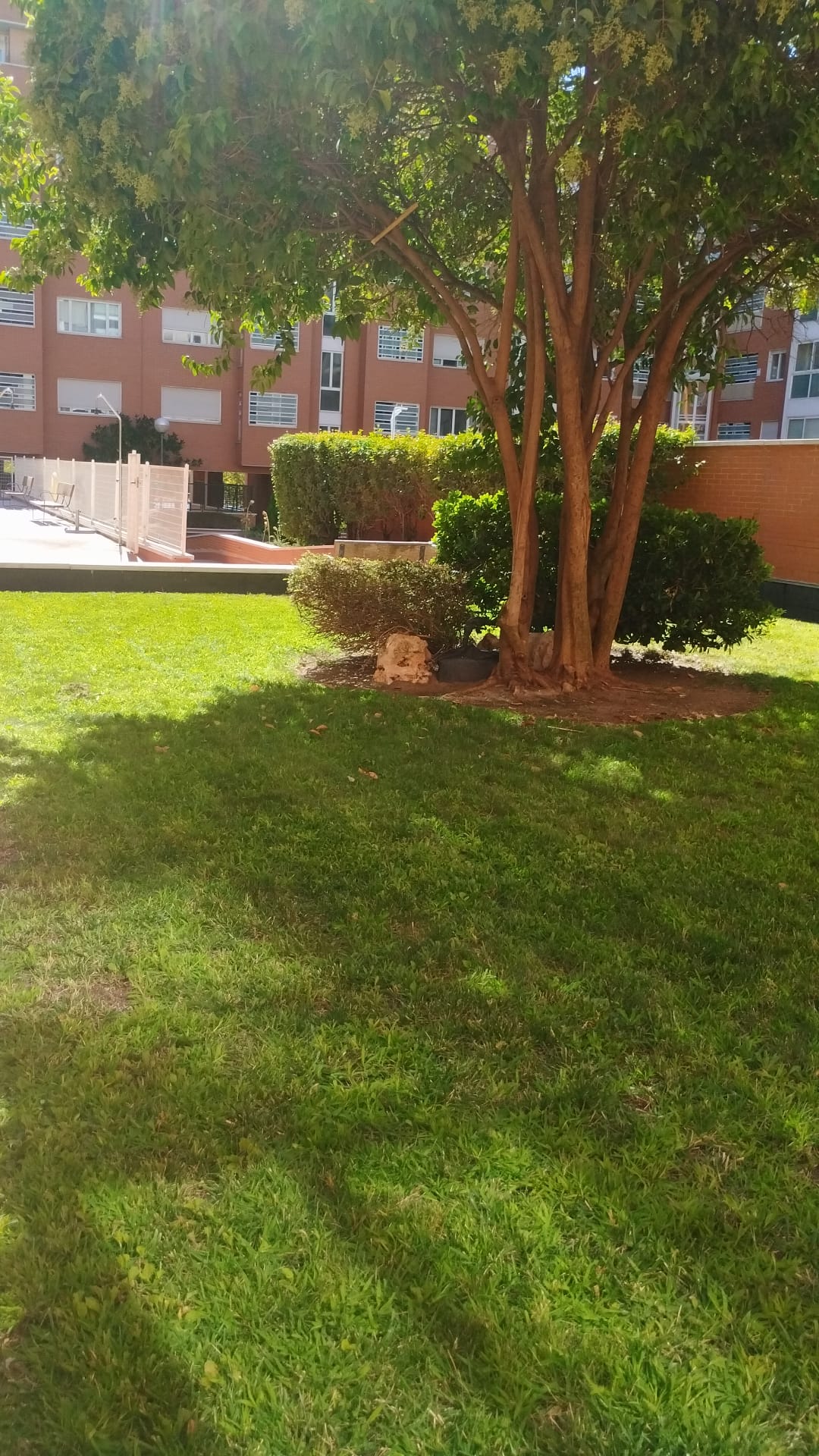 Zona ajardinada con césped y vegetación