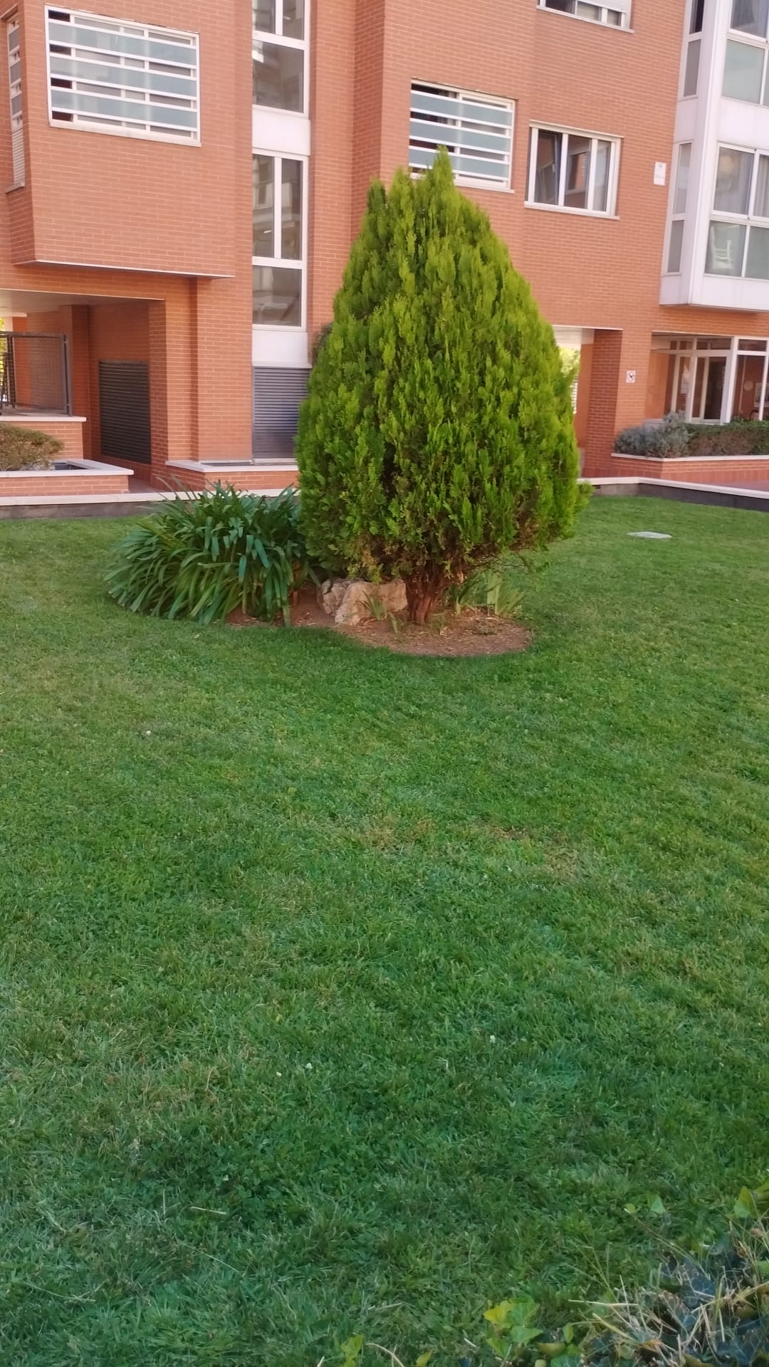 Zona verde ajardinada con árboles